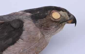 Media type: image;   Ornithology 264683 Description: Photograph of specimen: Lateral.;